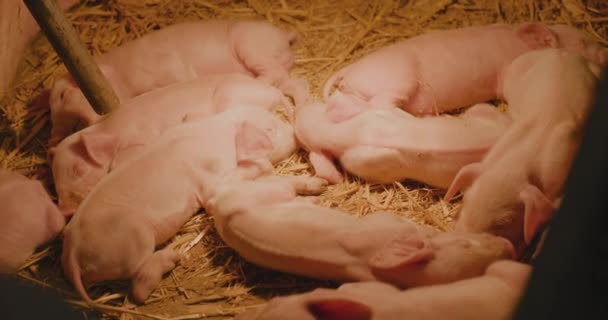 Μεσαία Βολή Των Χοίρων Piggery Farm Group Young Small Pigs — Αρχείο Βίντεο