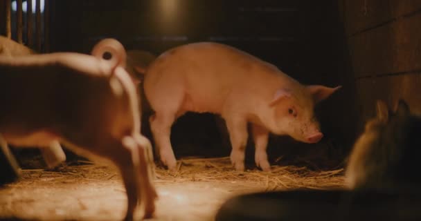 Tiro Medio Cerdos Granja Piggery Grupo Cerdos Pequeños Jóvenes Lechones — Vídeos de Stock