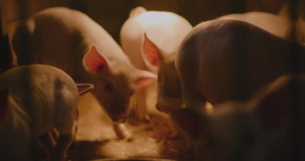 Medium Shot Pigs Farm Piggery Group Young Small Pigs Leitões — Vídeo de Stock