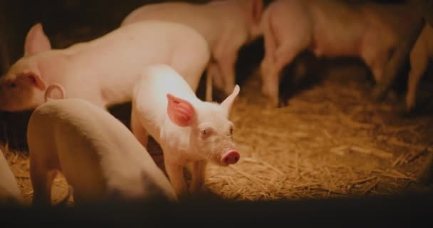 Orta Boy Domuz Çiftliği Domuzcukları Grubu Küçük Domuzcuklar Çiftlik Hayvanları — Stok video