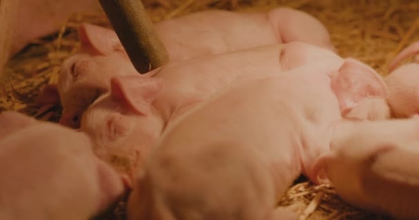 Orta Boy Domuz Çiftliği Domuzcukları Grubu Küçük Domuzcuklar Çiftlik Hayvanları — Stok video