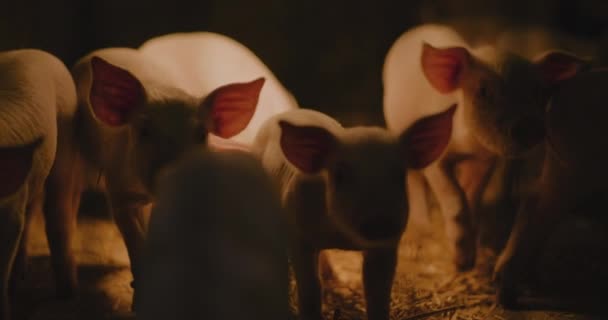 Tiro Medio Cerdos Granja Piggery Grupo Cerdos Pequeños Jóvenes Lechones — Vídeo de stock