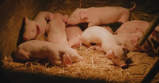 Середній Постріл Свиней Ферма Свині Група Молодих Дрібних Свиней Свиней — стокове відео