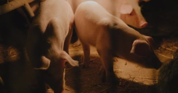 Średniej Jakości Świnie Farm Piggery Group Young Small Pigs Prosięta — Wideo stockowe
