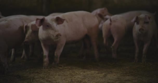 Σύγχρονη Αγροτική Βιομηχανία Χοιρινό Άποψη Των Χοίρων Κτηνοτροφία Γεωργία Χοιρινό — Αρχείο Βίντεο