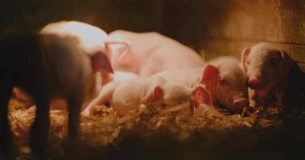 Medium Skudd Griser Farm Piggy Gruppe Unge Små Griser Piglets – stockvideo