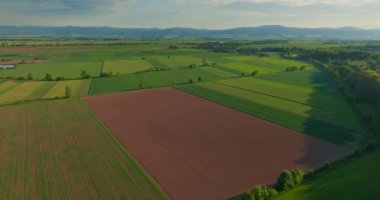 Buğday, kolza tohumu, çavdar ve arpa gibi çiçek açan tarım arazilerinin havadan görünüşü