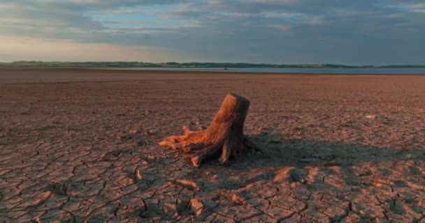 Blick Auf Eine Getrocknete Baumwurzel Während Extremer Dürre Und Klimakatastrophe — Stockvideo