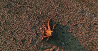 Kuraklık sırasında kurumuş bir ağacın köküyle çatlamış toprak ve kuru toprak manzarası