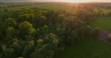 Gün batımının havadan görünüşü sık bir ormana ışık saçıyor.