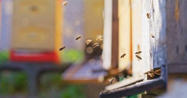 Bal peteğinde bal üreten arıların makro çekimi