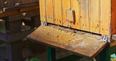 Bal peteğinde bal üreten arıların makro çekimi