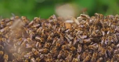 Kovan içinde çalışan arıları görüntüle