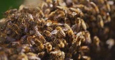 Arılar kovanlarda çalışır ve verimli bal üretirler.