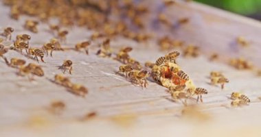 Kovanda bal yiyen arıların görüntüsü