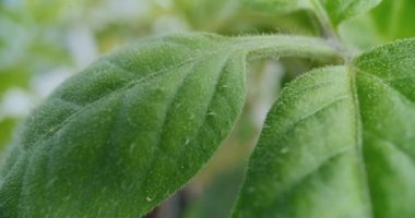 Domates yaprağının karmaşık makro görüntüsü, detaylı yapı ve dokuyu vurguluyor.