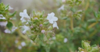 Taze kekik, akdeniz baharatı, aromatik ve aşçılık özellikleri için yetiştirilir.