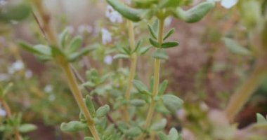 Parlak yeşil kekik yaprakları, aşçılık otları ve aromatik baharatlar için gereklidir.