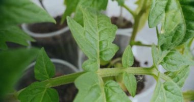 Doğal büyüme ve sağlığı vurgulayarak, organik olarak yetişmiş bir domatesin yapraklarının ayrıntılı yakın plan görüntüsü