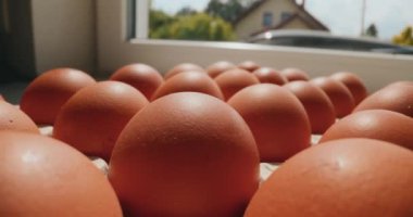 Organik, yüksek kalite ve sağlıklı tavuk yumurtalarıyla dolu bir bal arısı. Besleyici ve sürdürülebilir yemek için ideal.
