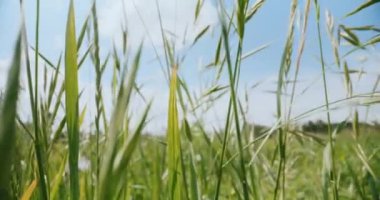 Yeşil çimenler, parlak mavi gökyüzüne karşı dimdik dururlar, güneş ışığıyla yıkanırlar, doğal güzelliğe yeni bir bakış açısı sunarlar.