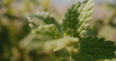 Taze taze kedi nanesi yaprakları, aromatik özellikleriyle mutfaktaki baharatlar kadar değerlidir.