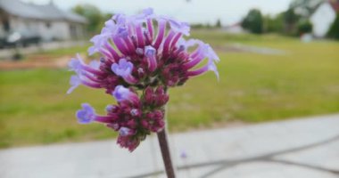 Patagonya verbena çiçeğinin yakın çekimleri, onun süs bitkisinin özelliklerini vurguluyor