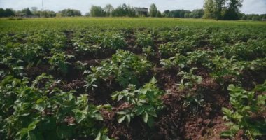 Geniş bir tarımsal patates tarlası, sürdürülebilirliği ve sağlığı desteklemek için ekolojik tarım yöntemleri kullanılarak yetiştiriliyor.