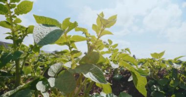 Organik çiftliklerde patates yetiştirme yaprakları, sağlıklı bitki gelişiminin ve organik uygulamaların temel göstergeleri