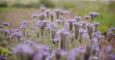 Ev bahçesinde çiçek açan güzel bir safha..