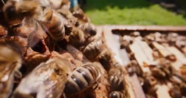 Bal üretirken arı kovanında aktif olarak çalışan arıların görüntüsü.
