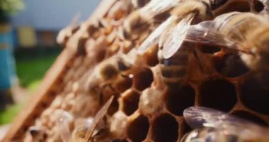 Kovandaki bir çerçeveye bal üreten arıların güçlü yakın çekimleri.