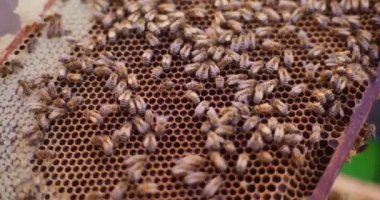 Çalışan arılar kovandaki balla doldurur hücreleri.