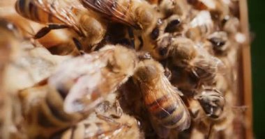 Bal yiyen arıları görmek.