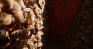 Kovan içinde çalışan arıların görüntüsü.