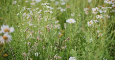 Çiçek çayırında çalışıp polen toplayan bir arıya yakından bakın..