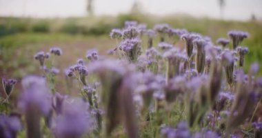 Bir arı, çayırdaki çiçek açan bir safhadan polen topluyor..