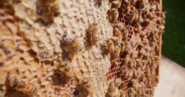 Bal peteği üzerinde çalışan arılar bal peteğini balmumuyla kaplar ve üretilen balı korur..