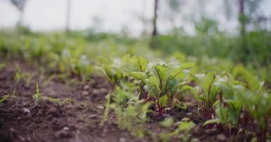 Genç kırmızı pancar ve pazı fidanlarının yakın çekimi.
