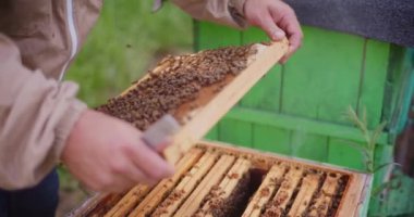 Arı yetiştiricisi kareyi ve arıları herhangi bir hastalık var mı diye kontrol eder..