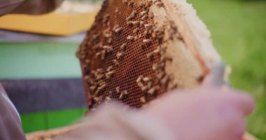 Arı yetiştiricisi bal çerçevesini ve arıları herhangi bir hastalık var mı diye kontrol eder..