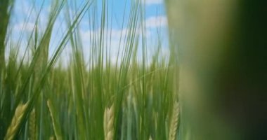 Yulaf yaprakları mavi gökyüzüne ulaşır, tarlada güneş ışığıyla yıkanır, büyümeyi ve canlılığı somutlaştırır.