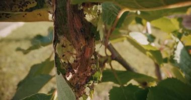 Hastalıklı bir bahçe ağacının yapraklarındaki böcek larvası kozası..