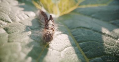 Bir tırtıl bir bahçe bitkisini keşfediyor, yaprakların arasından yol alıyor..