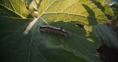 Bir kelebek larvası taze yaprakların tadını çıkararak yeşilliklerle beslenir..