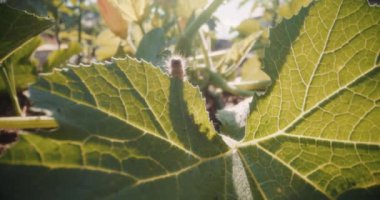 Yapraklarında tırtıl olan, dinlenen ve beslenen bir bahçe bitkisi..