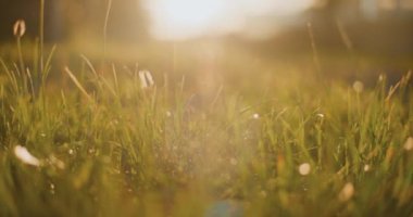 Sabah çiği ve altın gün doğumu, yakın plan..