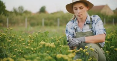 Bir bahçıvan çiçeklerle ilgilenir, budanır deniz dikenleri, hastalıklı bitkileri temizler..