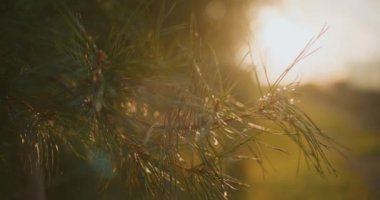 Altın gün batımında çam dalına yakın çekim.