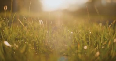 Sabah çiği ve altın gün doğumu, yakın plan..